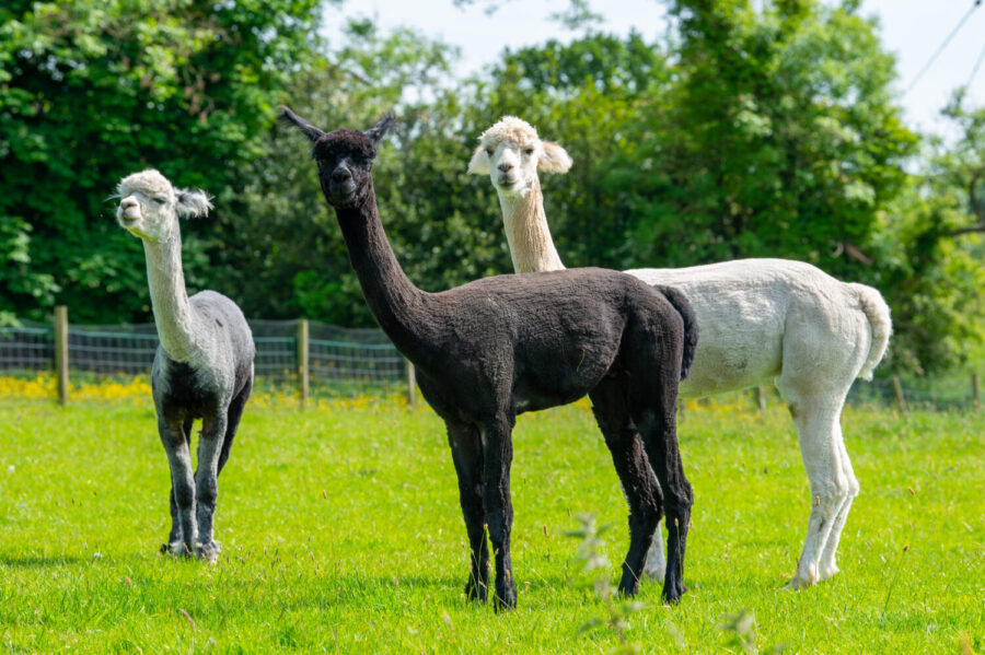 the Alpacas