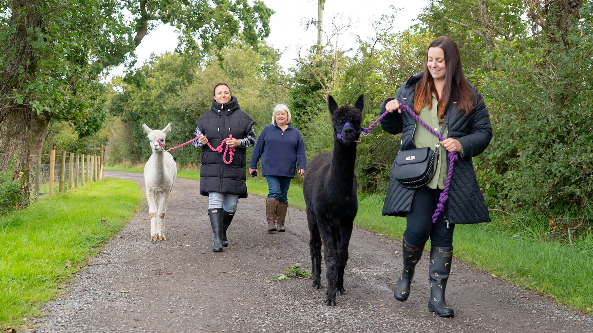 alpaca walking lancashire